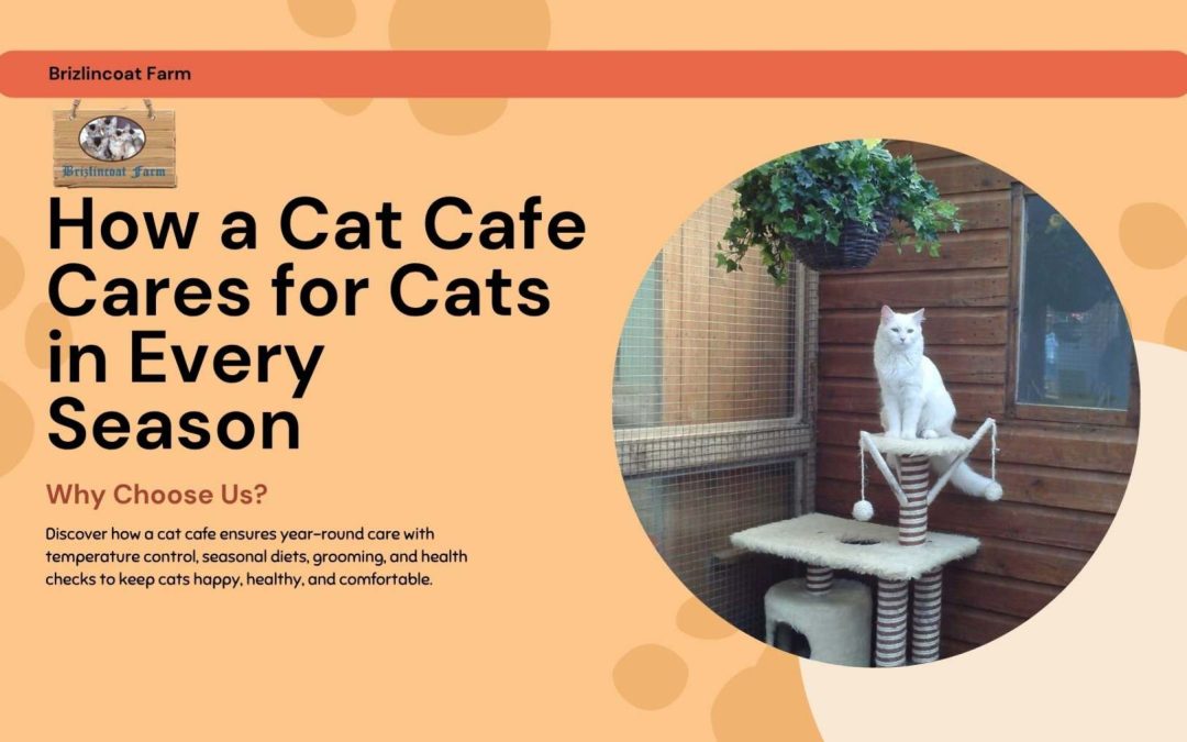 Seasonal Care: How Cat Cafes Keep Cats Comfortable Year-Round