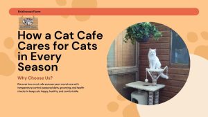 Seasonal Care: How Cat Cafes Keep Cats Comfortable Year-Round