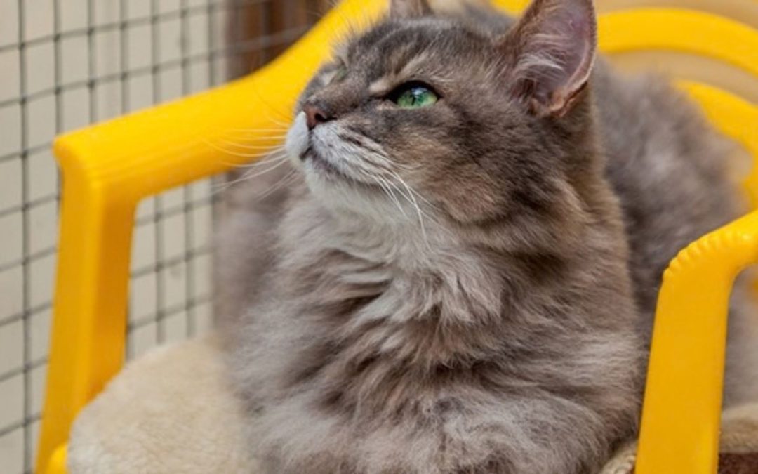 Can a Kitty Café Help You Understand Your Cat’s Personality Better