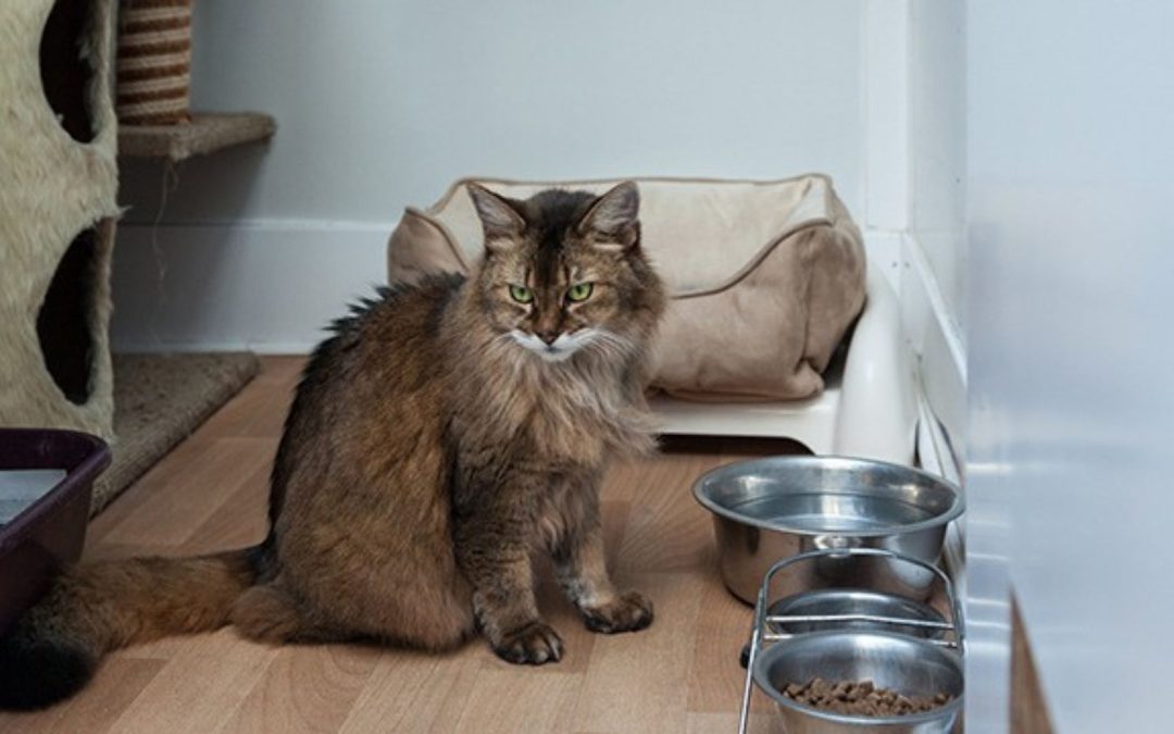 Cat Consultation Birmingham | What to Know Before Getting a Somali Cat